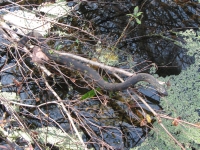 Water Snake